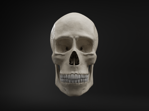 Low-Poly Realistic Human Skull 3D Модель