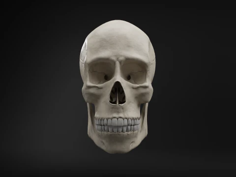 Low-Poly Realistic Human Skull 3D Model