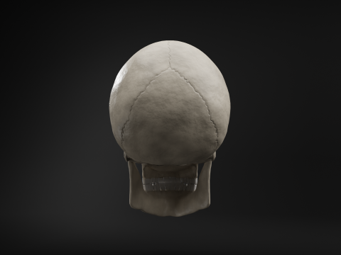 Low-Poly Realistic Human Skull 3D Модель