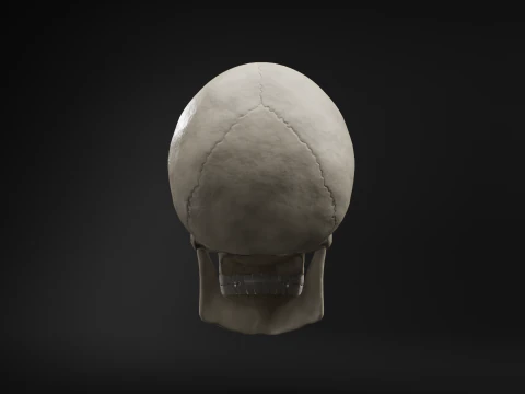 Low-Poly Realistic Human Skull 3D Model
