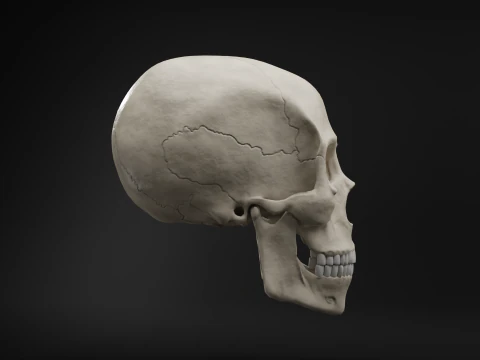 Low-Poly Realistic Human Skull 3D Model
