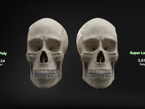 Low-Poly Realistic Human Skull 3D Model