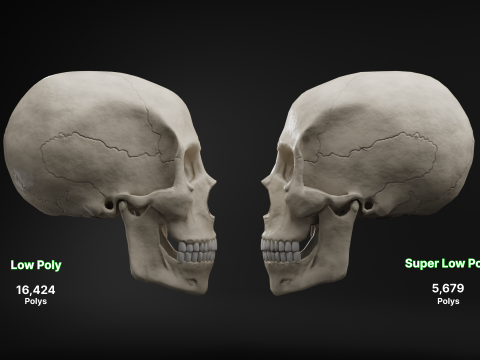 Low-Poly Realistic Human Skull 3D Модель