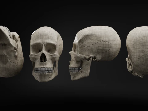 Low-Poly Realistic Human Skull 3D Model