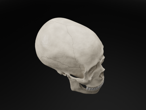 Low-Poly Realistic Human Skull 3D Модель
