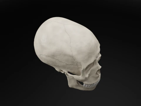 Low-Poly Realistic Human Skull 3D Model