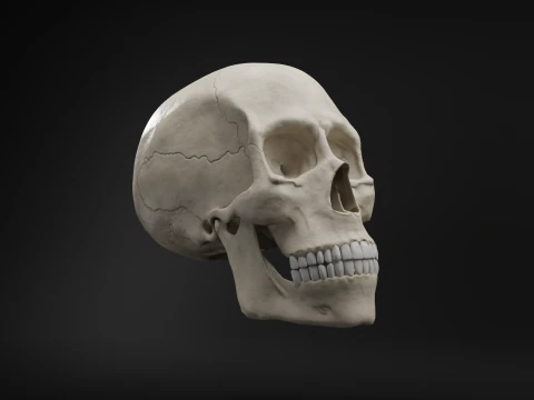 Low-Poly Realistic Human Skull 3D Model