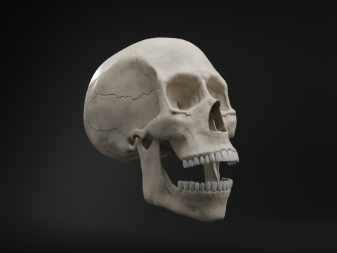 Low-Poly Realistic Human Skull 3D Модель