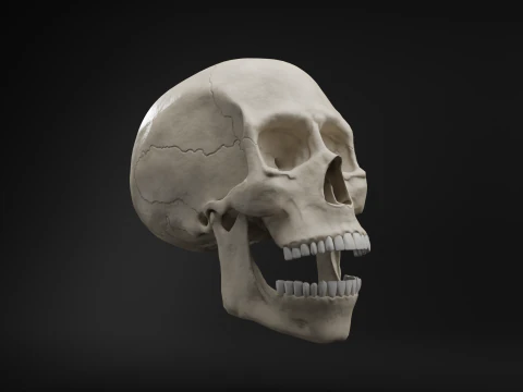 Low-Poly Realistic Human Skull 3D Model