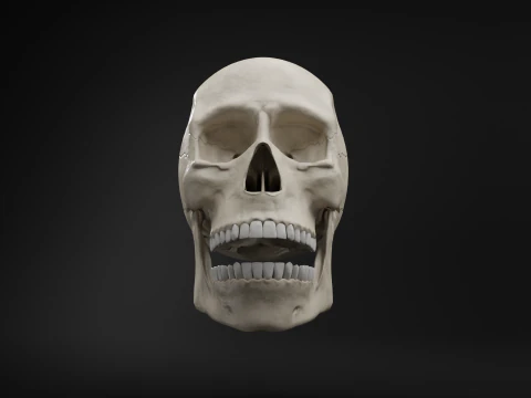 Low-Poly Realistic Human Skull 3D Model