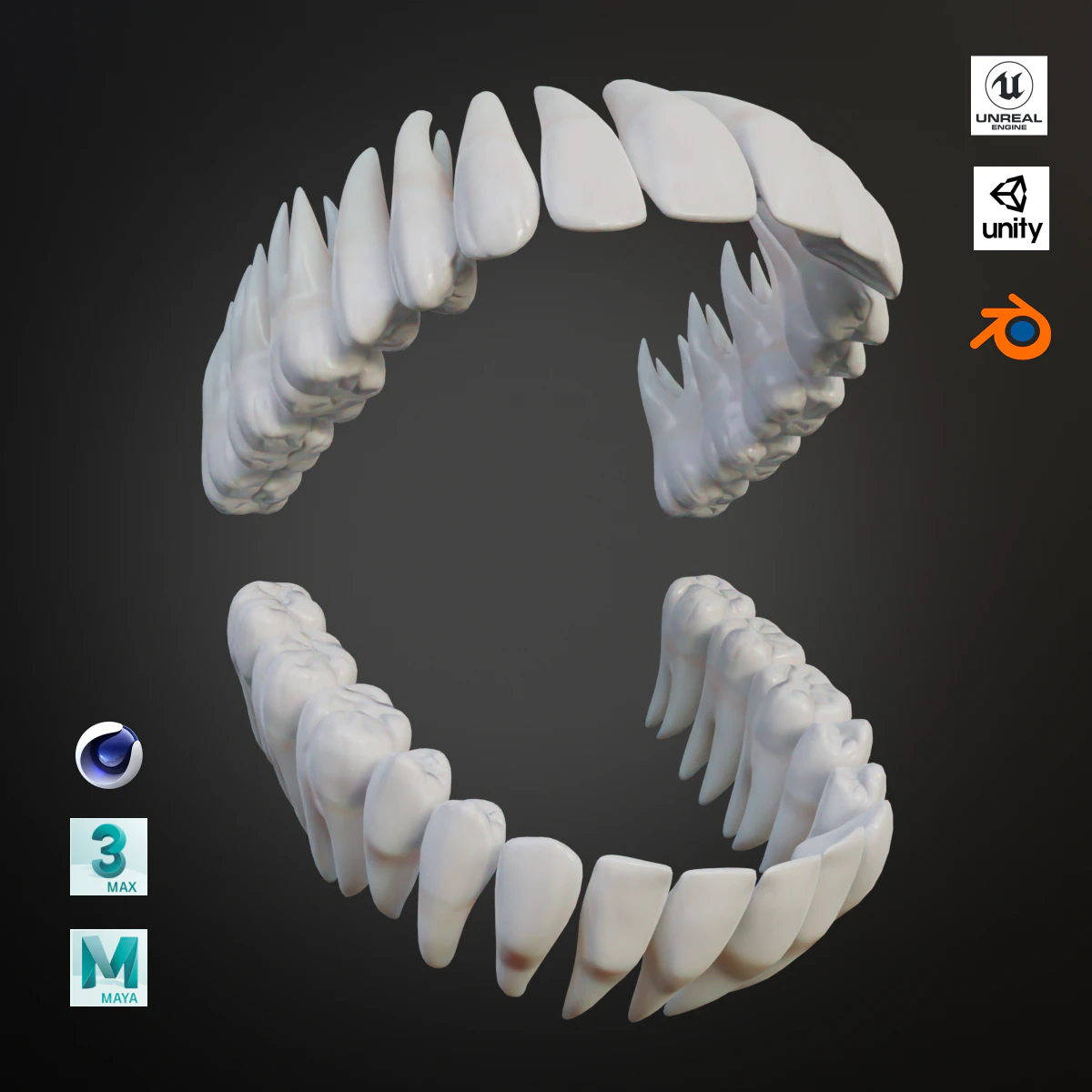 Clean Human Teeth Realistic and Detailed Low-poly 3D Model .c4d .max .obj .3ds .fbx .stl .blend 