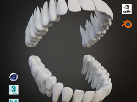 Clean Human Teeth Realistic and Detailed Low-poly 3D 모델