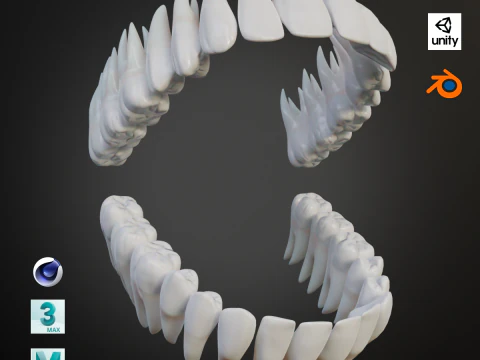 Saubere menschliche Z&auml;hne, realistisch und detailliert, Low-Poly 3D Modell