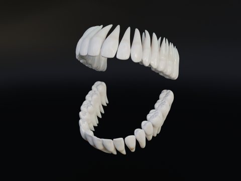 Clean Human Teeth Realistic and Detailed Low-poly Modelo 3D