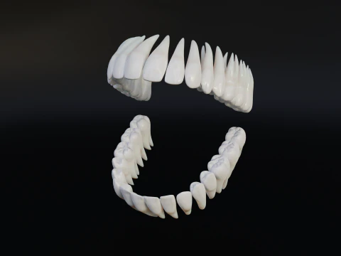 Clean Human Teeth Realistic and Detailed Low-poly 3D Model