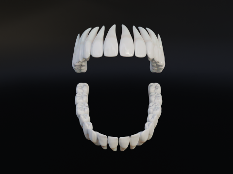 Clean Human Teeth Realistic and Detailed Low-poly Modelo 3D