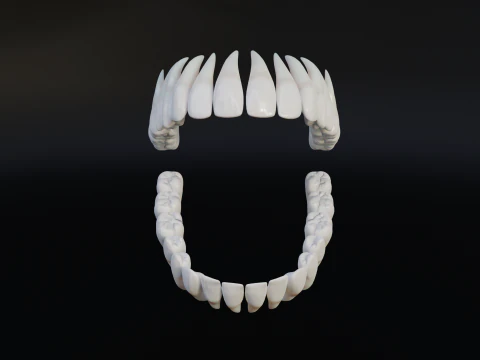 Clean Human Teeth Realistic and Detailed Low-poly 3D Model
