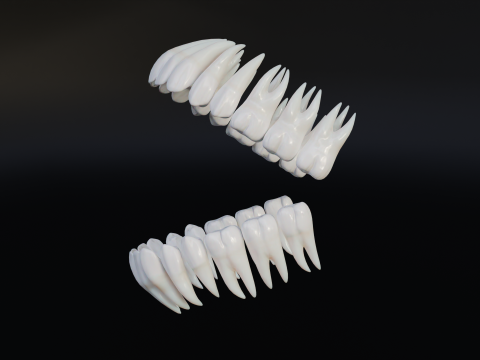 Clean Human Teeth Realistic and Detailed Low-poly Modelo 3D