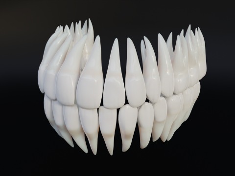 Clean Human Teeth Realistic and Detailed Low-poly Modelo 3D