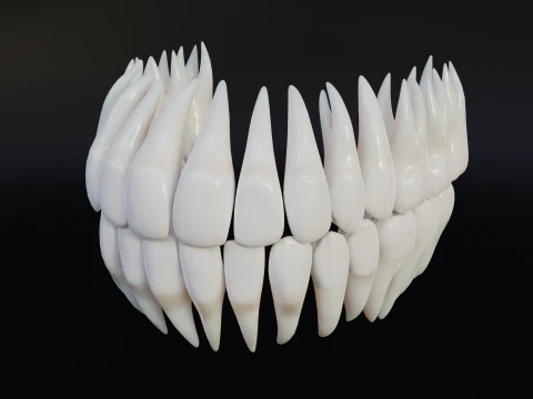 Clean Human Teeth Realistic and Detailed Low-poly 3D Model