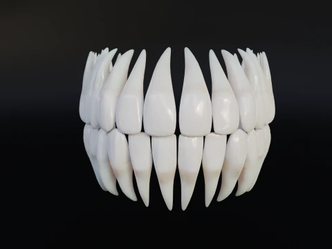 Clean Human Teeth Realistic and Detailed Low-poly 3D Model
