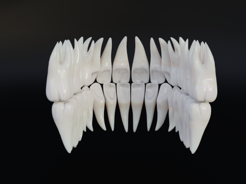Clean Human Teeth Realistic and Detailed Low-poly Modelo 3D