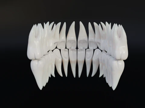 Clean Human Teeth Realistic and Detailed Low-poly 3D Model