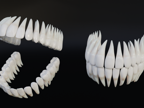 Clean Human Teeth Realistic and Detailed Low-poly Modelo 3D