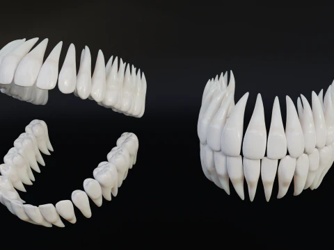 Clean Human Teeth Realistic and Detailed Low-poly 3D Model