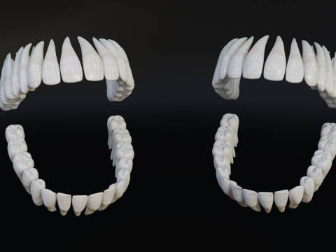 Clean Human Teeth Realistic and Detailed Low-poly Modelo 3D