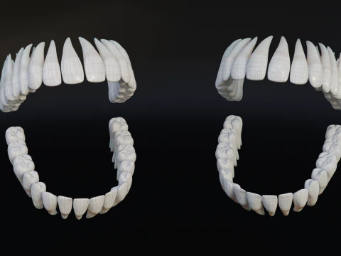 Clean Human Teeth Realistic and Detailed Low-poly 3D Model