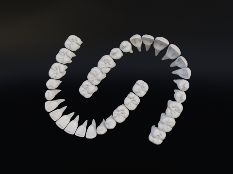 Clean Human Teeth Realistic and Detailed Low-poly Modelo 3D