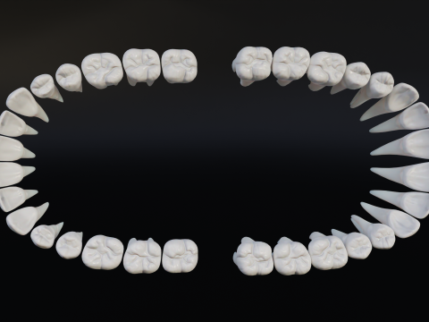 Clean Human Teeth Realistic and Detailed Low-poly Modelo 3D