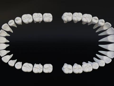 Clean Human Teeth Realistic and Detailed Low-poly 3D Model