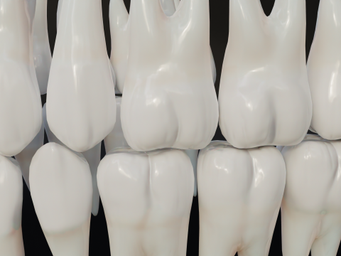 Clean Human Teeth Realistic and Detailed Low-poly Modelo 3D