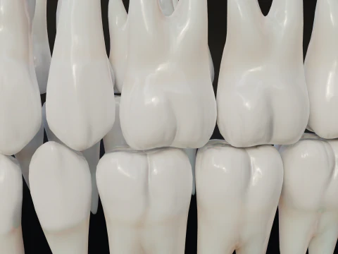 Clean Human Teeth Realistic and Detailed Low-poly 3D Model