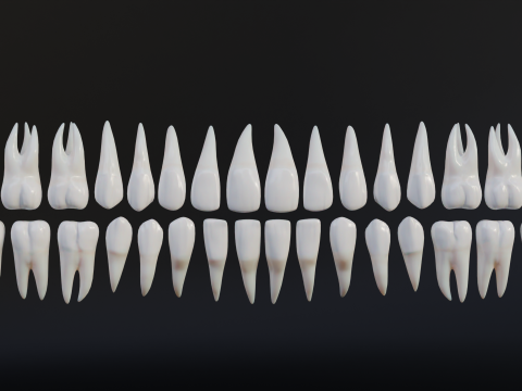 Clean Human Teeth Realistic and Detailed Low-poly Modelo 3D