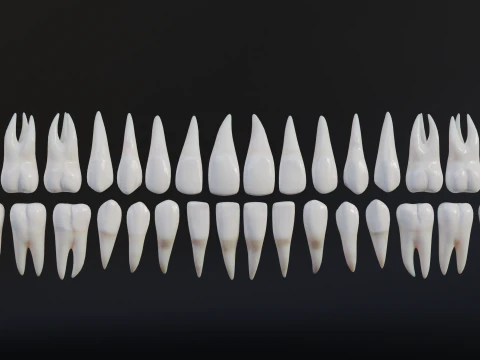 Clean Human Teeth Realistic and Detailed Low-poly 3D Model