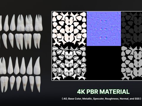 Clean Human Teeth Realistic and Detailed Low-poly Modelo 3D