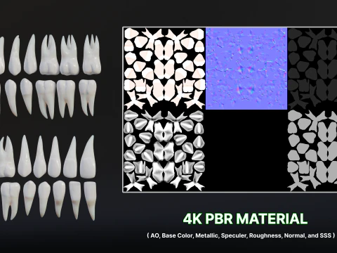 Clean Human Teeth Realistic and Detailed Low-poly 3D Model