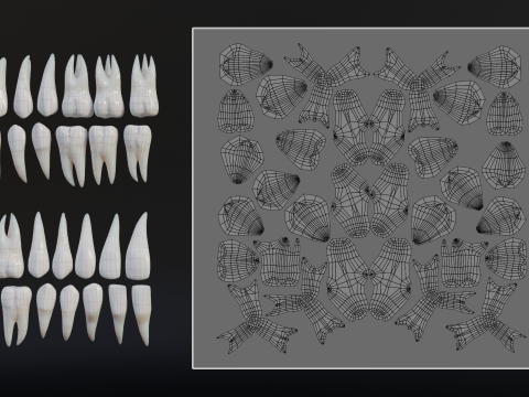 Clean Human Teeth Realistic and Detailed Low-poly Modelo 3D