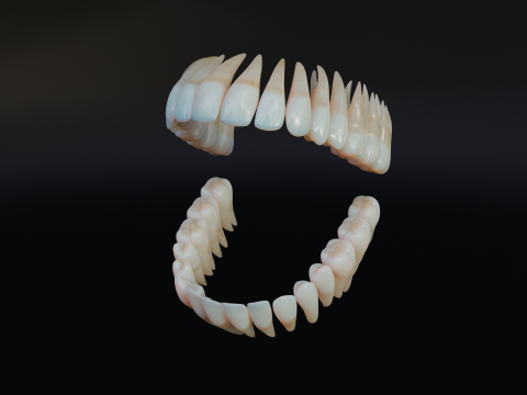 Dirty Human Teeth Realistic and Detailed Low-poly 3D 模型