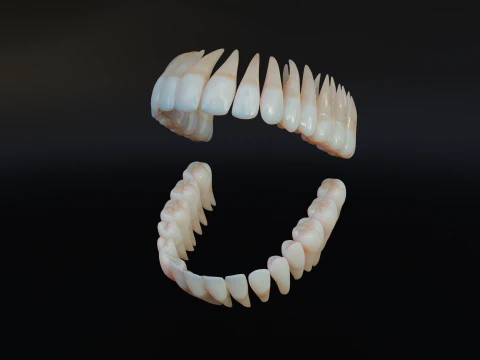 Dirty Human Teeth Realistic and Detailed Low-poly 3D Model