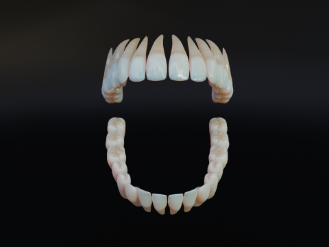 Dirty Human Teeth Realistic and Detailed Low-poly 3D 模型