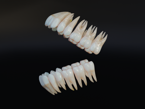Dirty Human Teeth Realistic and Detailed Low-poly 3D 模型