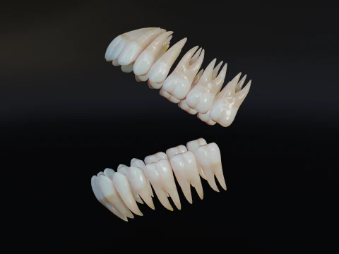 Dirty Human Teeth Realistic and Detailed Low-poly 3D Model