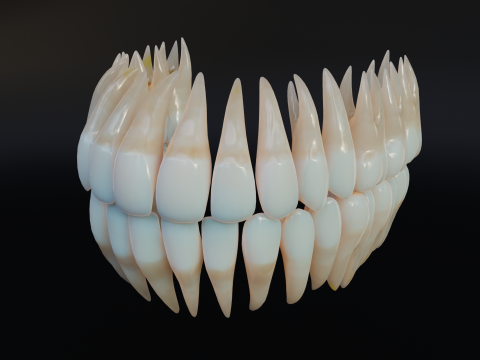 Dirty Human Teeth Realistic and Detailed Low-poly 3D 模型
