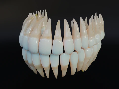 Dirty Human Teeth Realistic and Detailed Low-poly 3D Model