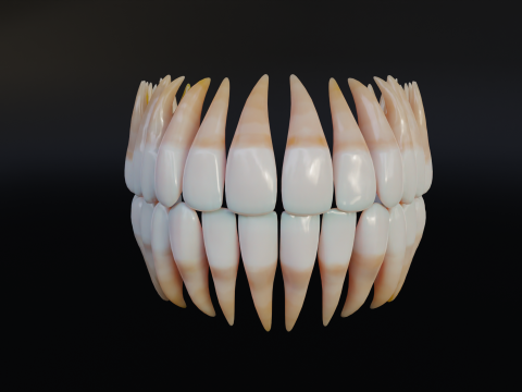 Dirty Human Teeth Realistic and Detailed Low-poly 3D 模型