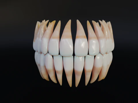 Dirty Human Teeth Realistic and Detailed Low-poly 3D Model